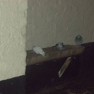 The hayrack removed, the trough tided and the wall painted, 24thNovember 20