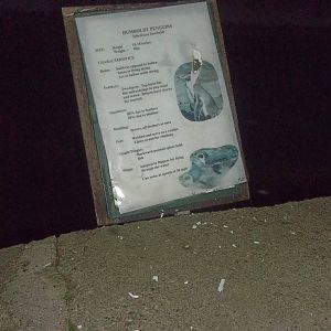 Pesky Sheldon! 24th November 2014