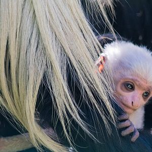 Colobus baby