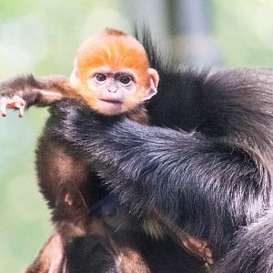 Francois langur baby