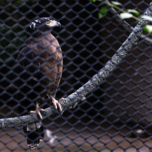 Crested serpent eagle