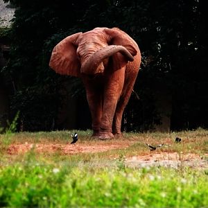 African elephant