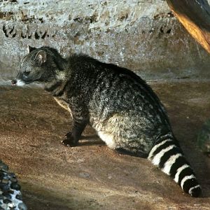 Large Indian civet