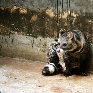 Large Indian civet
