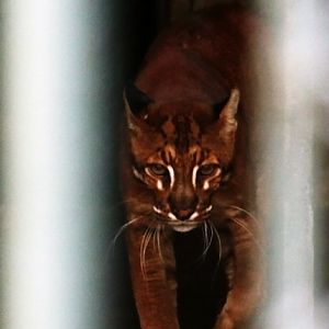 Asiatic golden cat