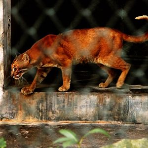 Asiatic golden cat
