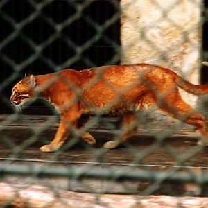 Asiatic golden cat