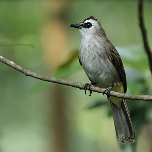 Yellow-vented Bulbul
