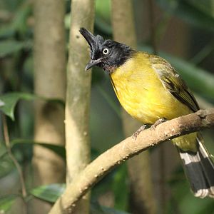 Black-crested Bulbul