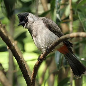 Sooty-headed Bulbul