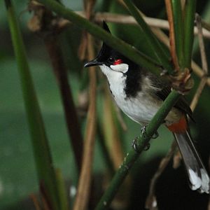 Red-whiskered Bulbul