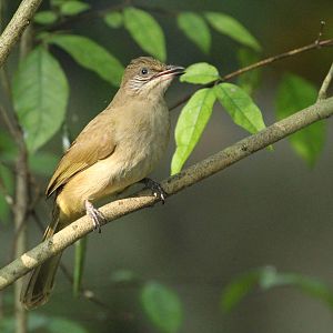 Streak-eared Bulbul