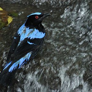 Asian Fairy Bluebird
