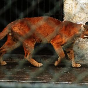 Asiatic golden cat