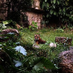 South Chinese tiger exhibit