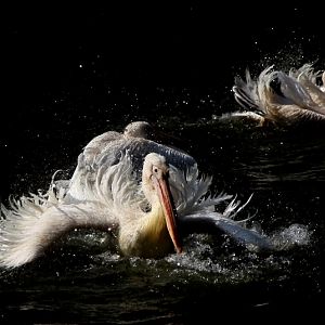 White pelican