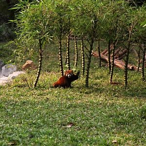 Red panda