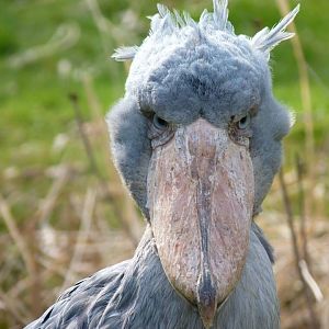 Shoebill stork