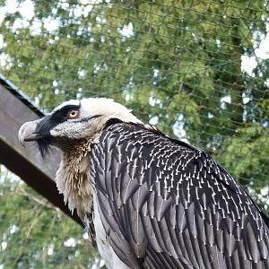 Bearded vulture