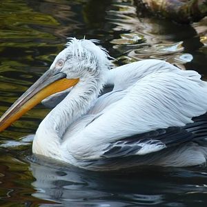 Dalmatian pelican