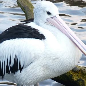 Australian pelican