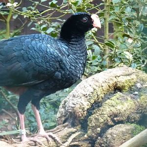Razor billed curassow
