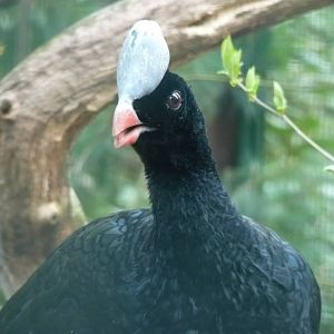 Helmeted curassow