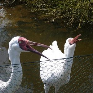 Siberian cranes unison calling