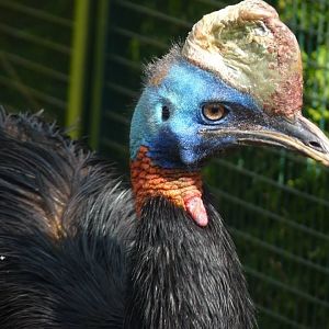 Single wattled cassowary