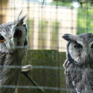 White faced scops owl