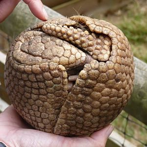 Three banded armadillo