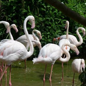 Greater flamingo