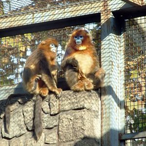 New comer golden monkeys