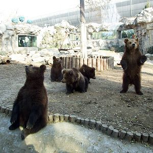 Brown bears