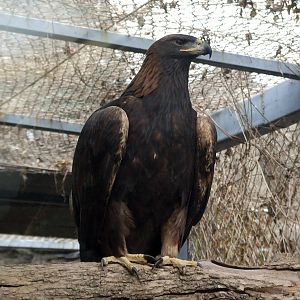Golden Eagle
