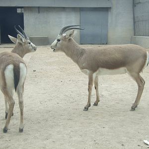 Goitred gazelle