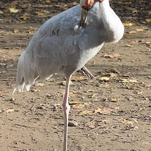 Sarus crane