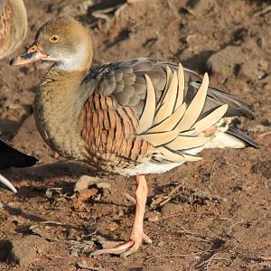 Plumed whistling duck