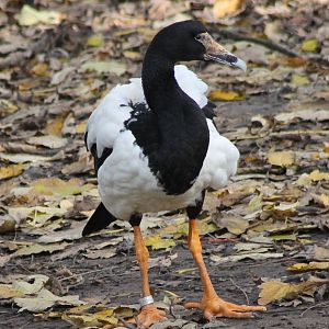 Magpie goose
