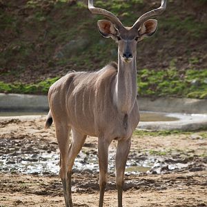 Greater kudu : Colchester : 18 Oct 2014