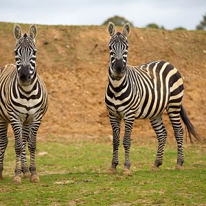 Maneless zebra : Colchester : 18 Oct 2014