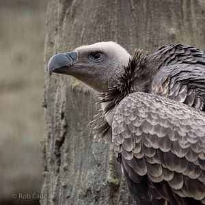 Ruppells griffon vulture : Colchester : 18 Oct 2014