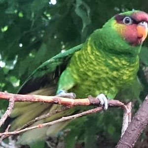 Mindanao lorikeet