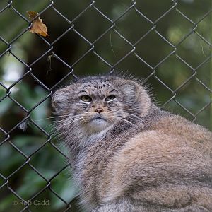 Pallas cat : Cotswold WP : 25 Oct 2014