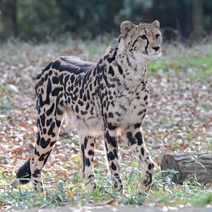 King cheetah
