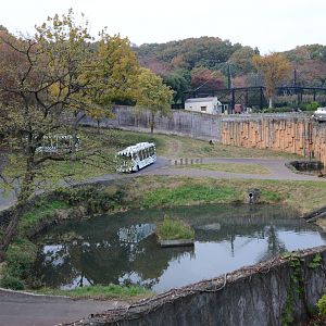 African lion exhibit