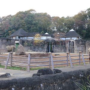 African elephant exhibit