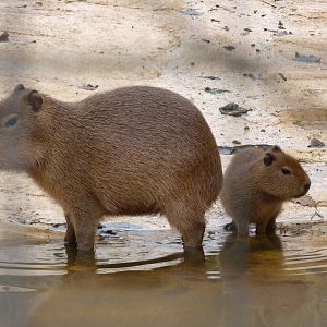 Capybara siblings, 26 November 2014