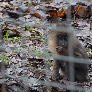 Mandrill infant, November 2014