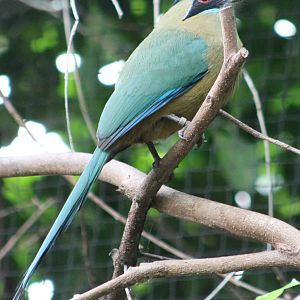 Turquoise-browed motmot